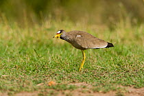 Wattled Lapwing (Vanellus senegallus) profile, Masai-Mara Game Reserve, kenya