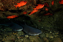 Whitetip reef sharks (Triaenodon obesus) San Benedicto, Revillagigedo / Socorro Islands, Mexico, East Pacific Ocean