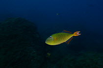 Redtail triggerfish (Xanthichthys mento) San Benedicto, Revillagigedo / Socorro Islands, Mexico, East Pacific Ocean