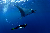 Scuba diver and Manta ray (Manta birostris), San Benedicto, Revillagigedo (Socorro) Islands, Mexico, East Pacific Ocean