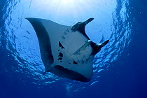 Manta ray (Manta birostris), San Benedicto, Revillagigedo (Socorro) Islands, Mexico, East Pacific Ocean