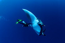 Scuba diver and Manta ray (Manta birostris), San Benedicto, Revillagigedo (Socorro) Islands, Mexico, East Pacific Ocean