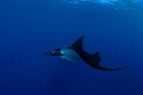 Manta ray (Manta birostris), San Benedicto, Revillagigedo (Socorro) Islands, Mexico, East Pacific Ocean