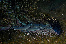 Whitetip reef sharks, (Triaenodon obesus) San Benedicto, Revillagigedo (Socorro) Islands, Mexico, East Pacific Ocean