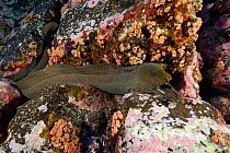 Panamic green moray (Gymnothorax castaneus) San Benedicto, Revillagigedo (Socorro) Islands, Mexico, East Pacific Ocean