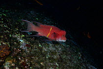 Male Mexican hogfish (Bodianus diplotaenia) San Benedicto, Revillagigedo (Socorro) Islands, Mexico, East Pacific Ocean