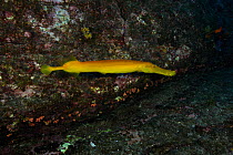 Trumpetfish (Aulostomus chinensis) San Benedicto, Revillagigedo (Socorro) Islands, Mexico, East Pacific Ocean