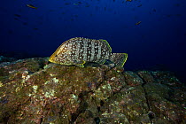 Leather bass (Dermatolepis dermatolepis) San Benedicto, Revillagigedo (Socorro) Islands, Mexico, East Pacific Ocean