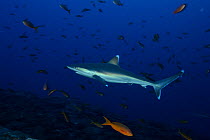 Silvertip shark (Carcharhinus albimarginatus) swimming amongst other small fish, San Benedicto, Revillagigedo (Socorro) Islands, Mexico, East Pacific Ocean
