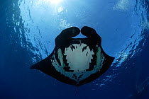 Manta ray (Manta birostris) with Remora (Remora remora) San Benedicto, Revillagigedo (Socorro) Islands, Mexico, East Pacific Ocean