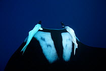 Manta ray (Manta birostris), with remoras, suckerfish (Remora remora) on either side of its head San Benedicto, Revillagigedo (Socorro) Islands, Mexico, East Pacific Ocean