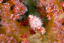 Soft coral cowries (Primovula roseomaculata) Raja Ampat, Irian Jaya, West Papua, Indonesia, Pacific Ocean