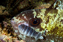 Fish with with isopod parasites (Nerocila sp.) Raja Ampat, Irian Jaya, West Papua, Indonesia, Pacific Ocean
