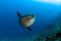 Ocean Sunfish (Mola Mola) with Longfin bannerfish (Heniochus acuminatus) Crystal Bay, Nusa Penida, Bali Island, Indonesia, Pacific Ocean
