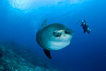 Scuba diver photographing Ocean Sunfish (Mola Mola) Crystal Bay, Nusa Penida, Bali Island, Indonesia, Pacific Ocean