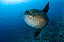 Ocean Sunfish (Mola Mola) Crystal Bay, Nusa Penida, Bali Island, Indonesia, Pacific Ocean