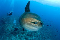 Scuba divers with Ocean Sunfish (Mola mola) Crystal Bay, Nusa Penida, Bali Island, Indonesia, Pacific Ocean