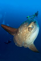 Scuba diver with Ocean Sunfish (Mola mola) Crystal Bay, Nusa Penida, Bali Island, Indonesia, Pacific Ocean