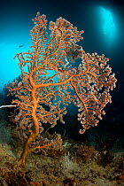 Sea fan (Subergorgia) sp. Raja Ampat, Irian Jaya, West Papua, Indonesia, Pacific Ocean