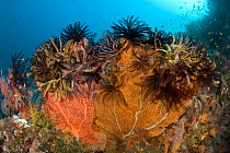 Crinoids or feather star on a Sea fan (Subergorgia mollis), Raja Ampat, Irian Jaya, West Papua, Indonesia, Pacific Ocean