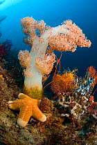 Umbellate tree soft coral (Dendronephthya sp) and sea star (Choriaster granulatus)  Raja Ampat, Irian Jaya, West Papua, Indonesia, Pacific Ocean