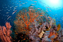 Rich reef with sea fan (Melithaea) and soft coral (Dendronephthya sp) , Raja Ampat, Irian Jaya, West Papua, Indonesia, Pacific Ocean