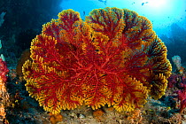 Gorgonian sea fan (Acalycigorgia sp.) Raja Ampat, Irian Jaya, West Papua, Indonesia, Pacific Ocean
