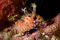 Marble shrimp (Saron sp.) Raja Ampat, Irian Jaya, West Papua, Indonesia, Pacific Ocean