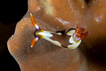 Nudibranch (Nembrotha rutilans) Raja Ampat, Irian Jaya, West Papua, Indonesia, Pacific Ocean