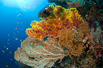 Rich reef with sea fans (Subergorgia mollis) and (Acalycigorgia sp.) Raja Ampat, Irian Jaya, West Papua, Indonesia, Pacific Ocean