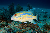 Sailfin snapper (Symphorichthys spilurus) Raja Ampat, Irian Jaya, West Papua, Indonesia, Pacific Ocean