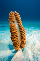 Sea pen, (Pteroeides sp.) , Raja Ampat, Irian Jaya, West Papua, Indonesia, Pacific Ocean