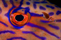 Eye detail of Vermicular coralcod (Plectropomus oligacanthus) Raja Ampat, Irian Jaya, West Papua, Indonesia, Pacific Ocean