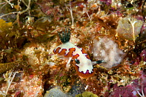 Nudibranch, (Chromodoris fidelis) Raja Ampat, Irian Jaya, West Papua, Indonesia, Pacific Ocean
