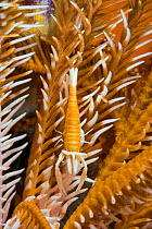 Commensal shrimp (Periclimenes amboinensis) on feather star or crinoid, Raja Ampat, Irian Jaya, West Papua, Indonesia, Pacific Ocean
