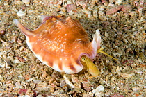 Conch (Strombus thersites) Raja Ampat, Irian Jaya, West Papua, Indonesia, Pacific Ocean