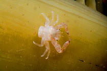 Porcelain crab (Porcellanella triloba) on a sea pen, Raja Ampat, Irian Jaya, West Papua, Indonesia, Pacific Ocean