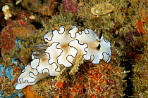 Nudibranch (Glossodoris atromarginata) Raja Ampat, Irian Jaya, West Papua, Indonesia, Pacific Ocean