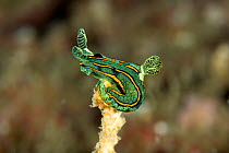 Nudibranch (Tambja tentaculata) Raja Ampat, Irian Jaya, West Papua, Indonesia, Pacific Ocean