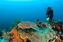 Scuba diver and Tasselled Wobbegong (Eucrossorhinus dasypogon) Raja Ampat, Irian Jaya, West Papua, Indonesia, Pacific Ocean