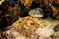 Tasselled Wobbegong  (Eucrossorhinus dasypogon) with Starry puffer fish, (Arothron stellatus) and Glass fish (Ambassidae) under a coral, Raja Ampat, Irian Jaya, West Papua, Indonesia, Pacific Ocean