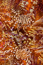 Urchin crabs (Zebrida adamsii) in Fire urchin (Asthenosoma varium) Raja Ampat, Irian Jaya, West Papua, Indonesia, Pacific Ocean