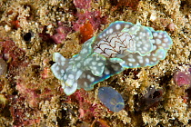 Headshield slugs (Micromelo undatus) Raja Ampat, Irian Jaya, West Papua, Indonesia, Pacific Ocean