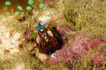 Mantis shrimp (Odontodactylus scyllarus) in burrow, Raja Ampat, Irian Jaya, West Papua, Indonesia, Pacific Ocean