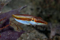 Reaper cuttlefish (Sepia mestus) Raja Ampat, Irian Jaya, West Papua, Indonesia, Pacific Ocean