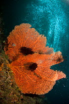 Sea fan (Subergorgia mollis) close to the surface with Anchovy shoal (Engraulidae ) Raja Ampat, Irian Jaya, West Papua, Indonesia, Pacific Ocean