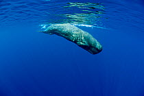 Sperm Whale (Physeter macrocephalus)  Pico Island, Azores, Portugal, Atlantic Ocean
