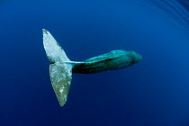 tail detail of Sperm Whale (Physeter macrocephalus)  Pico Island, Azores, Portugal, Atlantic Ocean