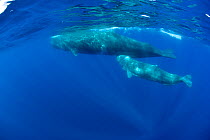 Sperm Whale (Physeter macrocephalus)  mother and calf, Pico Island, Azores, Portugal, Atlantic Ocean