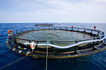 Fish farm sea cage for raising  Gilt-head bream (Sparus aurata) Ponza Island, Italy, Tyrrhenian Sea, Mediterranean, July 2008